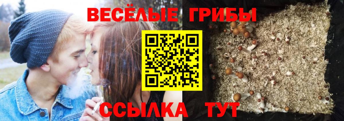 Галлюциногенные грибы Magic Shrooms  продажа наркотиков  Пугачёв  Псилоцибиновые грибы Psilocybe  Вход с VPN 
